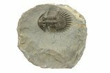 Long-Spined Thysanopeltis Trilobite - Bigaa, Morocco #249917-5
